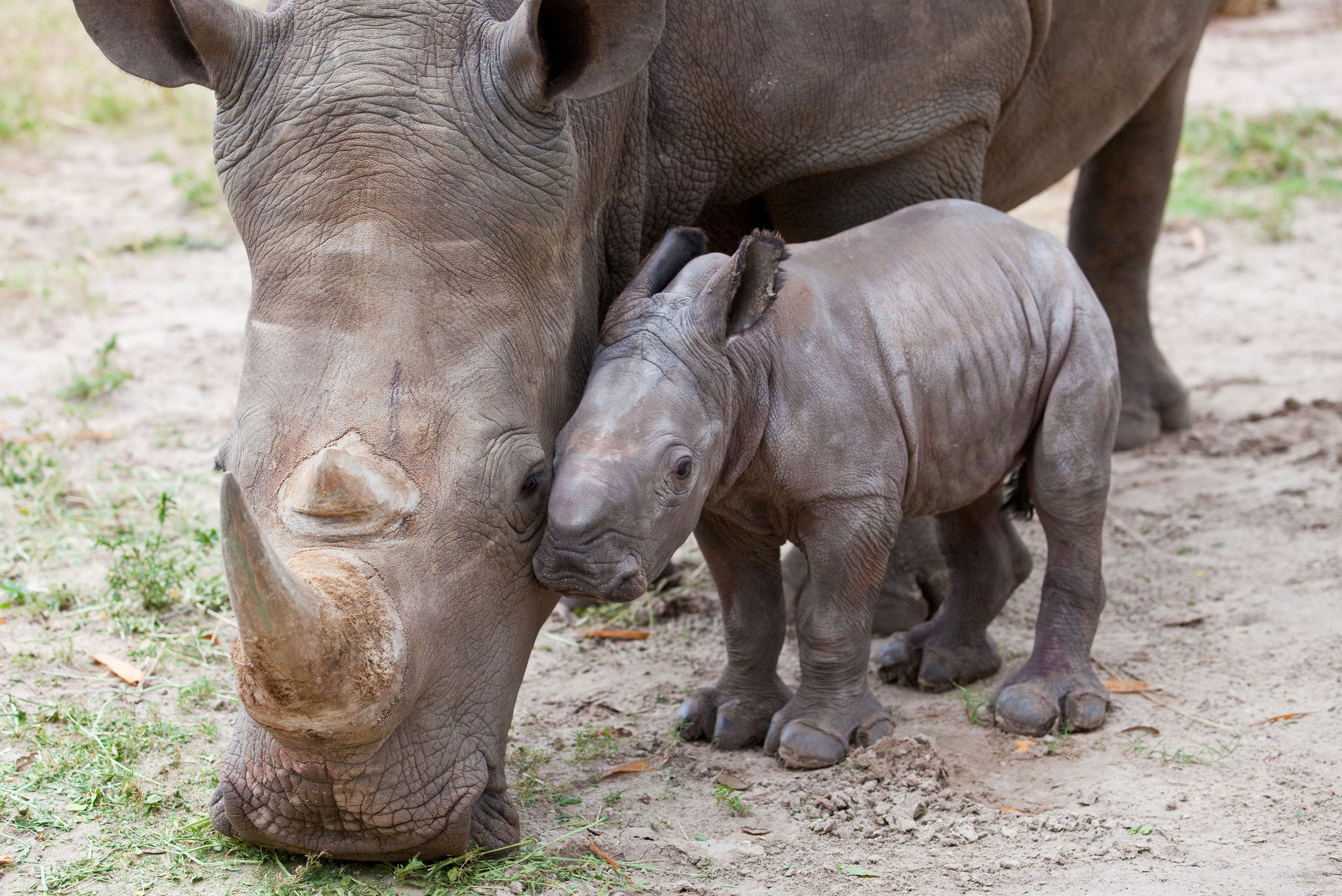 Мать и ребенок животные. Непарнокопытные носорог. Детеныши зверей. Мамы и Детеныши животных. Мама и малыш животные.
